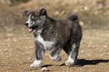 AKITA INU 030
